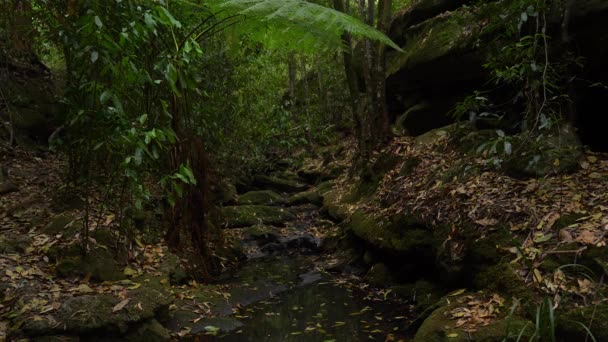 Potok v hluboké džungli — Stock video