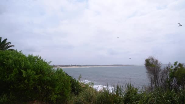 Meerblick mit Gras, Möwen, Surfer und einer Ebene am Himmel. — Stockvideo