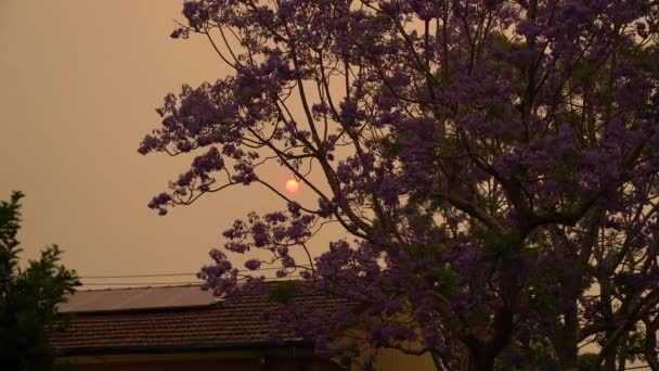 Céu australiano coberto com fumaça de fogos arbustos . — Vídeo de Stock