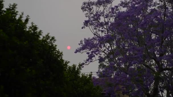 Dark sky because of bush fires in Australia — Stock Video