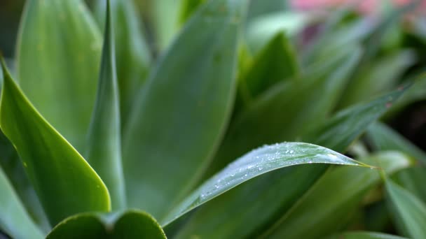 Hojas sululentas cubiertas con gotas de agua . — Vídeos de Stock