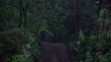 Karanlık bir ormanda yol