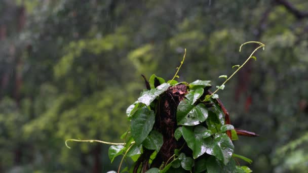 Lianen mit Wald im Regen. — Stockvideo