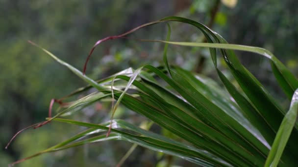 Hoja de palma bajo la lluvia . — Vídeos de Stock