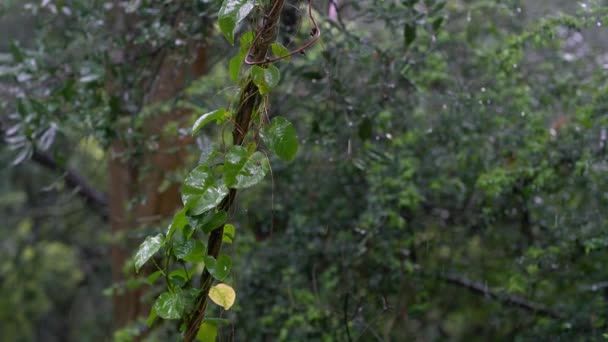 Liana se va bajo la lluvia — Vídeo de stock