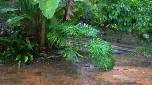 Grean tropische bladeren in de regen langs een bakstenen weg. — Stockvideo