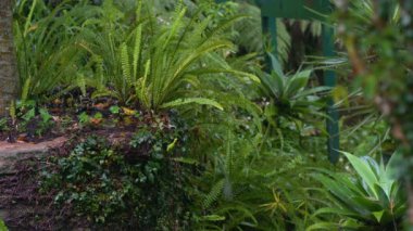 Yağmurda yemyeşil bitkilerle dolu bir tepe..