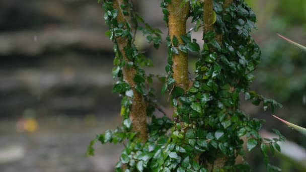 Liana trepando sobre un tronco de árbol bajo la lluvia . — Vídeos de Stock