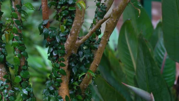 Ramos molhados de uma árvore coberta de lianas trepadeiras . — Vídeo de Stock