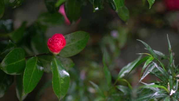 Fleur de camélia rouge couverte de gouttes de pluie . — Video