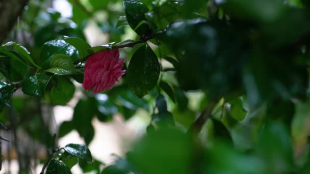 Fleur de camélia rose dans l'ombre sur les feuilles vertes . — Video