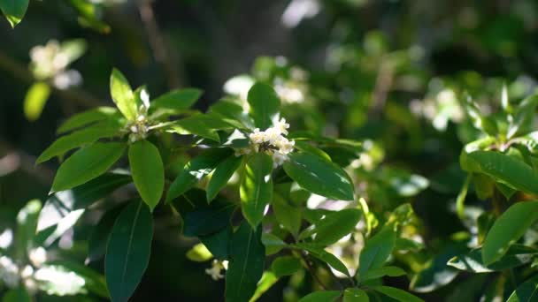 Ramo de laranjeira florescente . — Vídeo de Stock