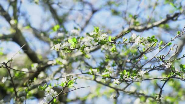 Körsbärsblommor på en gren. — Stockvideo