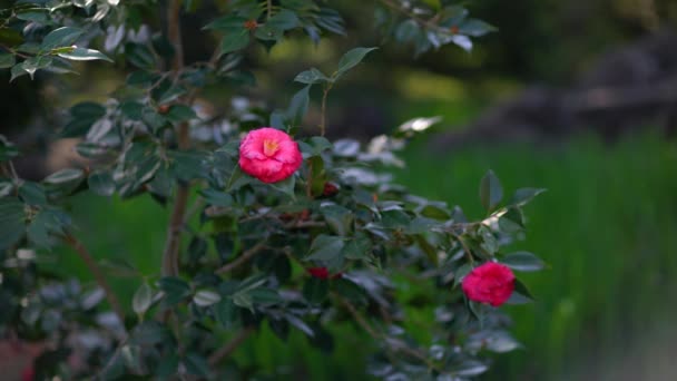 Червона квітка камелії на зеленому чагарнику . — стокове відео