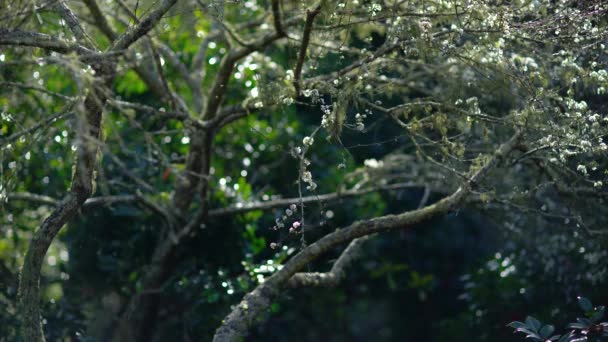 Kwitnące chińskie drzewo wiśniowe z pajęczą siecią. — Wideo stockowe
