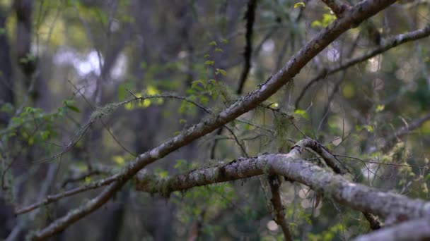 Cabang pohon ditutupi dengan lumut. — Stok Video