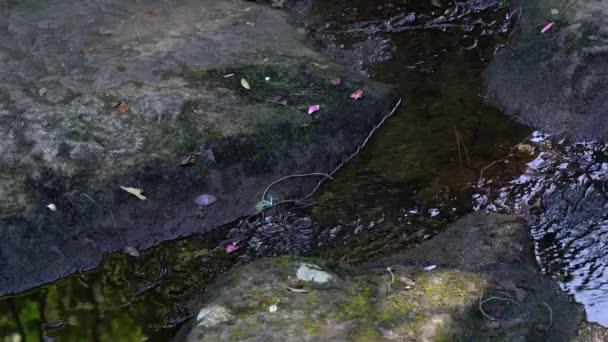 Ruisseau courant sur une mousse recouverte de pierre . — Video