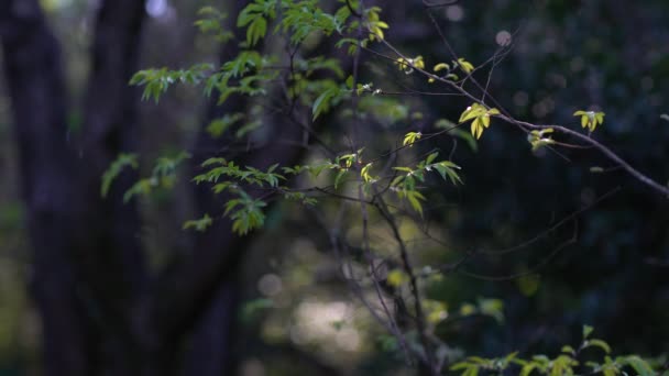 Rama de árboles con hojas verdes en el viento . — Vídeos de Stock