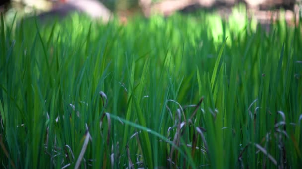 Närbild på en grön gräs svänger i vinden. — Stockvideo