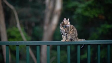 Tırabzanda bir kedi yüzünü yıkar ve havayı koklar..