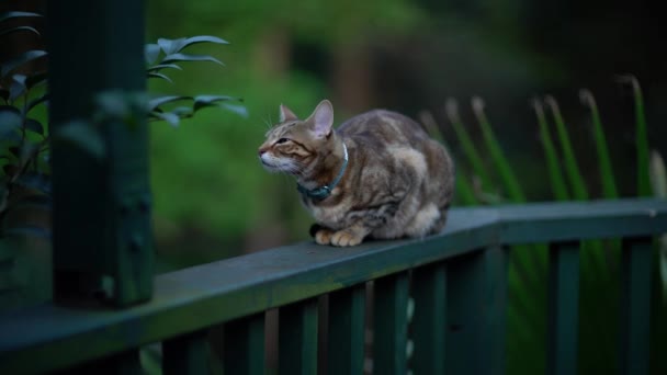 Kot wącha powietrze siedząc na balustradzie wśród roślin. — Wideo stockowe
