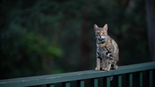 Seekor kucing dengan mata kuning duduk di pagar. — Stok Video