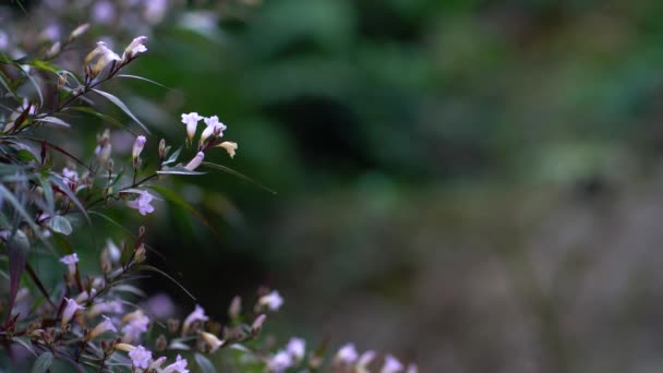 Træ gren med blå blomster gynger i vinden. – Stock-video