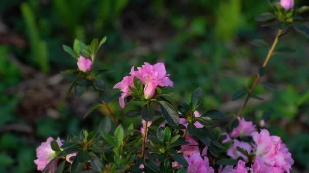 Pink azalia flowers in the wind. — Stock Video