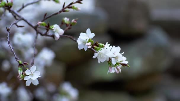 Fehér cseresznyevirág szürke kövekkel a háttérben — Stock videók
