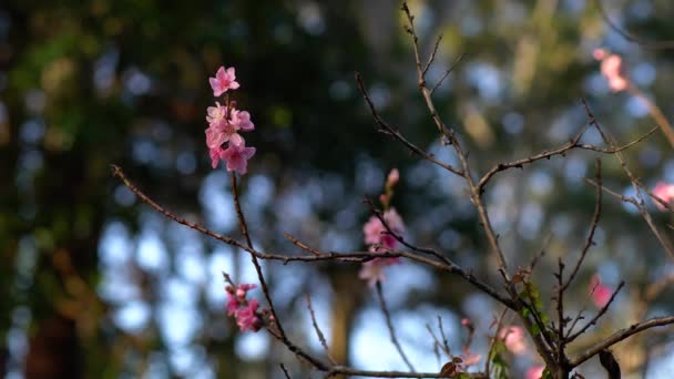 Persikträd med rosa blommor och inga blad. — Stockvideo