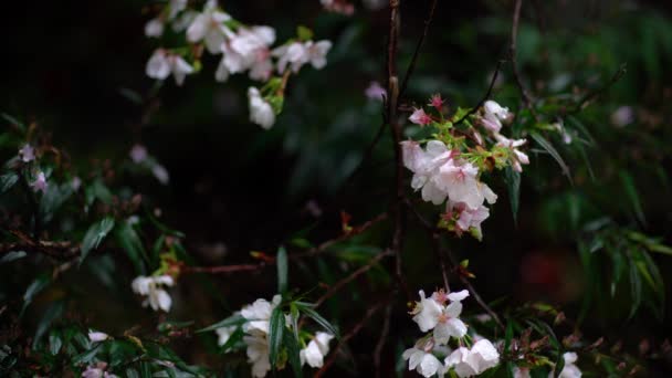 Virágzó cseresznyefa ágak remegnek az esőben. — Stock videók