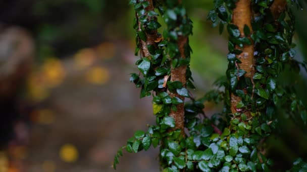 在雨中被常春藤覆盖的树干. — 图库视频影像