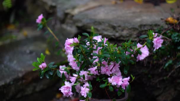 Bloomin azalea i regnet. — Stockvideo