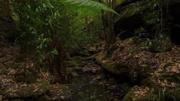 Un torrente in una foresta ombrosa con piante lussureggianti . — Video Stock