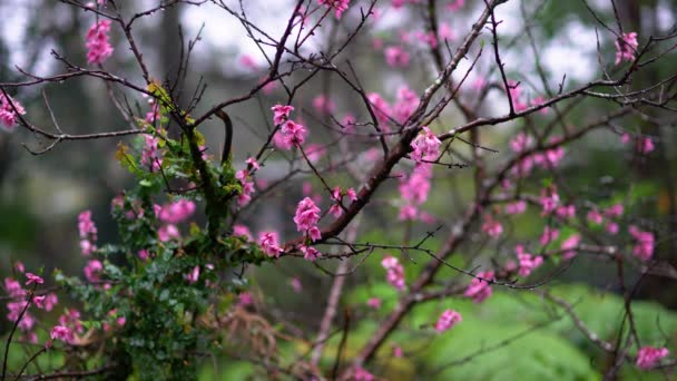 开花结果的桃树，背生生叶. — 图库视频影像