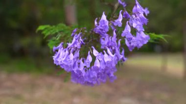 Rüzgarda sallanan mavi jakaranda çiçekleri