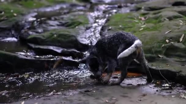 Ganado cachorro perro juega en arroyo con palos . — Vídeos de Stock