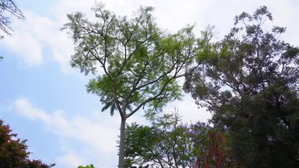 Το δέντρο Τζακαράντα ταλαντεύεται στον άνεμο. — Αρχείο Βίντεο