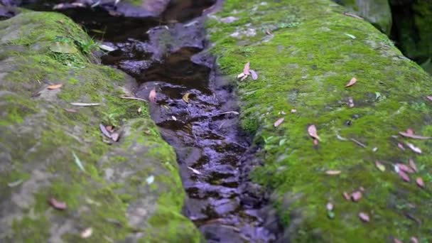 溪水流在覆盖着苔藓的石头上. — 图库视频影像