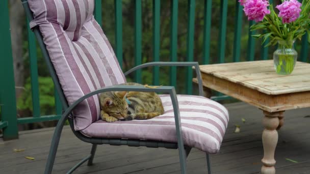 C gato tabby se encuentra en una silla en una hermosa cubierta . — Vídeos de Stock