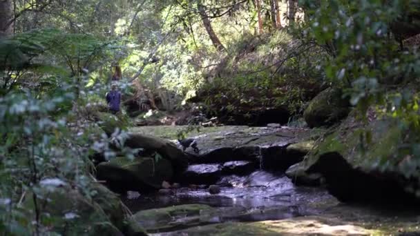 Torpe australiano ganado perro cachorro sube resbaladizo piedras a lo largo de un bosque arroyo . — Vídeos de Stock