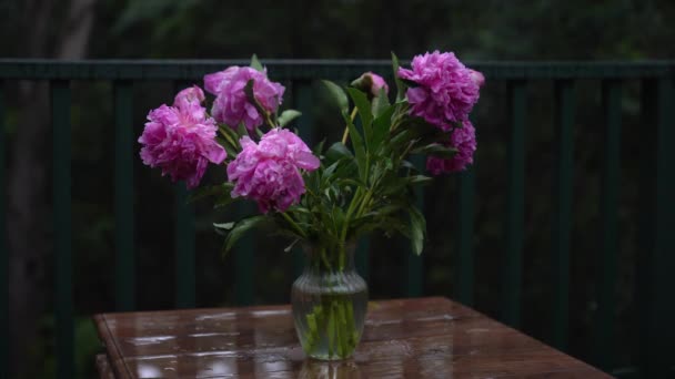 Fiori di peonia sotto una forte pioggia. — Video Stock