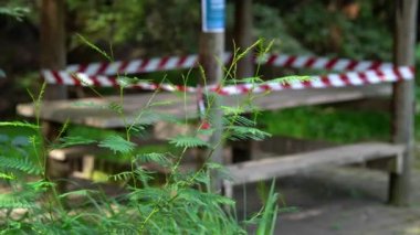 Rüzgarda sallanan yeşil bir bitki ve kapalı bir piknik arka planda.