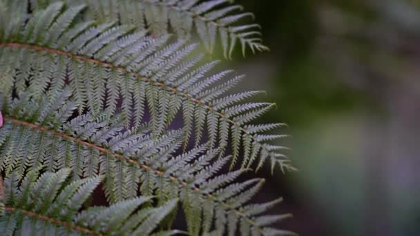 En närbild på gröna firn blad med en bländad bakgrund. — Stockvideo