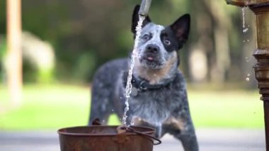 Mavi düdüklü köpek yavrusu suyu yavaş çekimde içer..