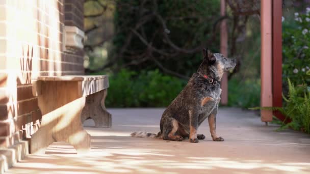 Un chiot talonneur bleu s'assoit à une perche et se dirige vers la caméra — Video