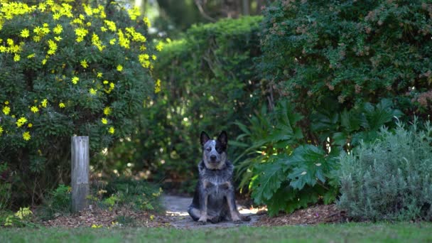 Un cachorro de tacón azul se sienta junto a un arbusto de flor amarilla. — Vídeos de Stock