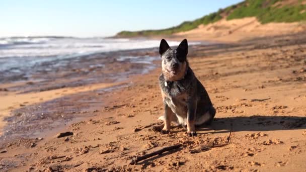 Un tacón azul se sienta en una playa de arena. Las olas golpean la orilla en un segundo plano. — Vídeos de Stock