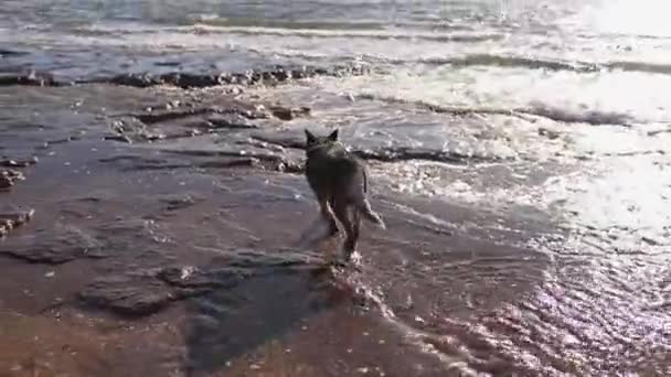 Perro tacón azul pasear a lo largo de una costa rocosa del océano y pone dow para descansar. — Vídeos de Stock