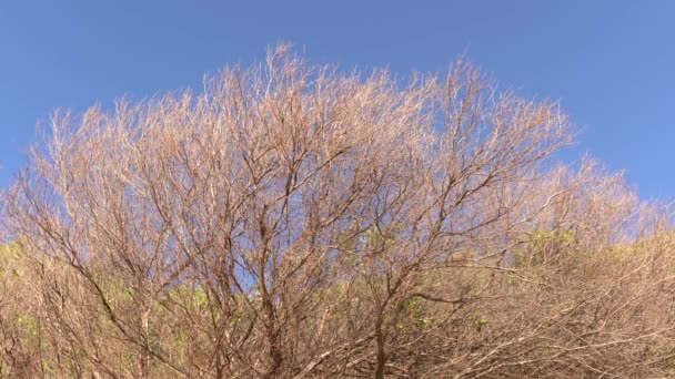 Bare buske grenar svajar i vinden under en blå himmel. — Stockvideo